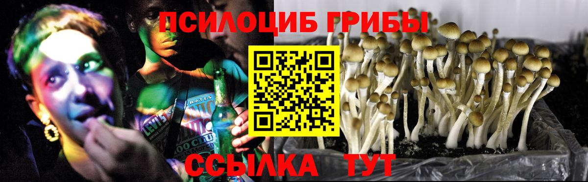 Псилоцибиновые грибы мицелий Мыски